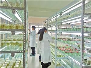 "三保奇花"生物農(nóng)藥俏銷海外